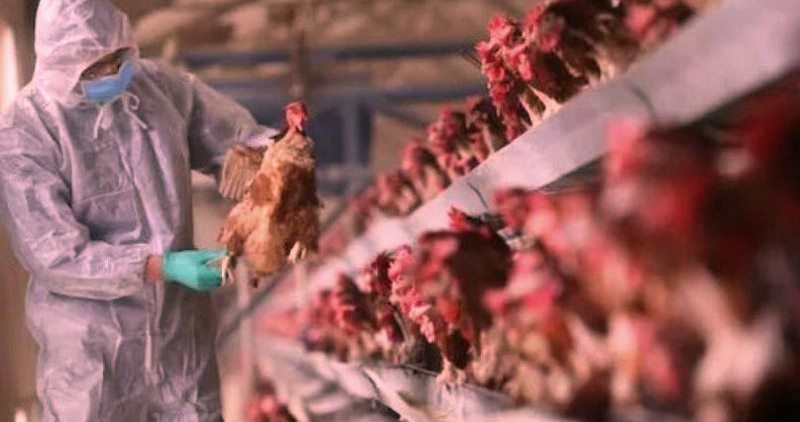 Kosova ndalon importin e shpendeve te gjalla nga Shqiperia